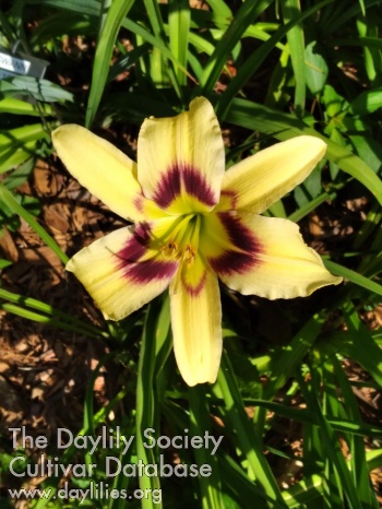 Yellow Feather AHS image