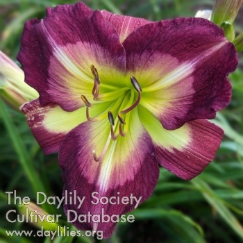 Band of Beauties AHS image