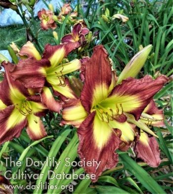 Dlittle AHS image