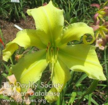 Backyard Yhellow Gorgeous AHS image