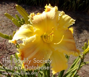 Beauty and the Teeth AHS image