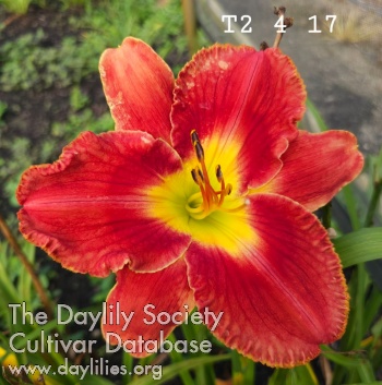 Lily Farm Acrylic Red AHS image