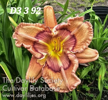 Lily Farm Crepe Suzette AHS image