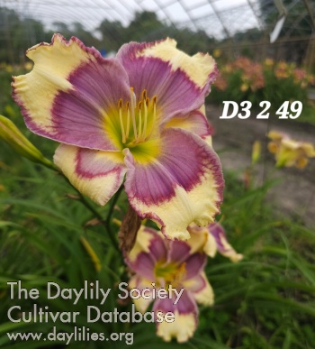 Lily Farm Double Edged Glory AHS image