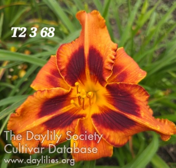 Lily Farm Mahogany Pumpkin Spice AHS image