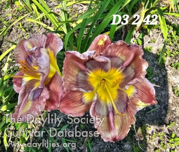 Lily Farm Moonwalk AHS image