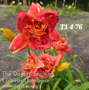 Lily Farm Paprika Ecstasy AHS image