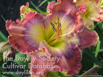 Stone Palace Dawn Delight AHS image