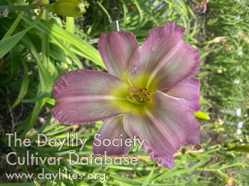 Dewey Lavender Mornin