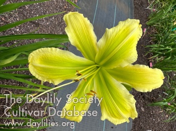 Limelight Star