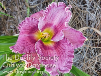 Ellen's Delight AHS image