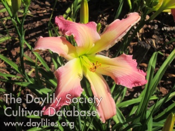 Belle of Eden AHS image