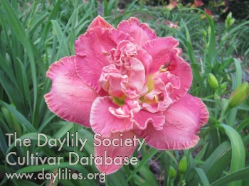 Pink Dessert AHS image