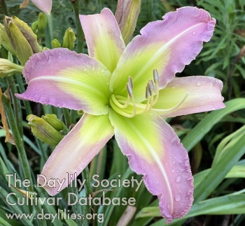 Infield Cat Rule AHS image