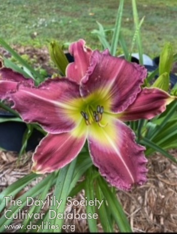 Southern Frill