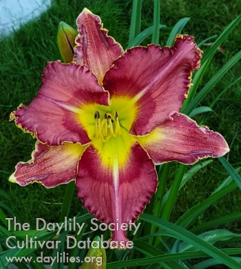Dudley B AHS image