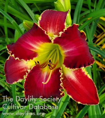 Elegant Etta AHS image