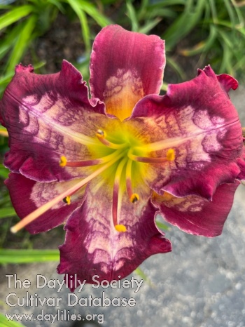 Purple Voodoo AHS image