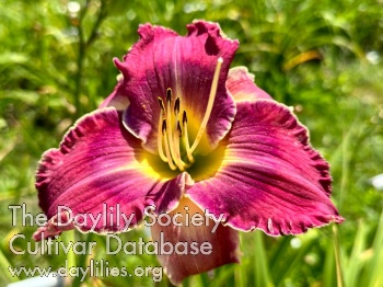Beverley Reuter Memorial AHS image