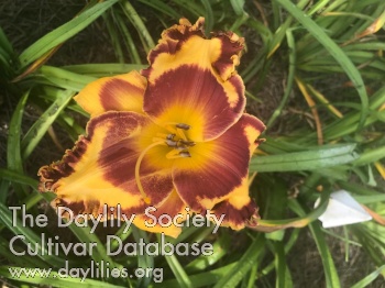 Spicy Pumpkin Smile AHS image