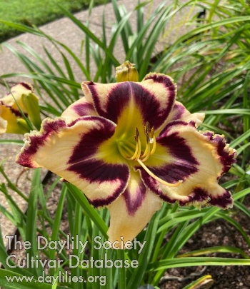 Judy Hardy Tedder