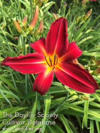 Ruby Starfish AHS image