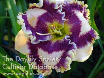 For My Friend Svitlana AHS image