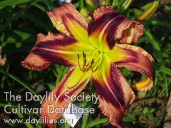 Ukrainian Tavrida's Star AHS image