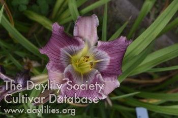 Slated in Lavender AHS image
