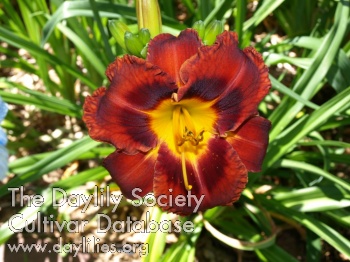 Toasted Umber AHS image