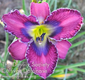 Beautiful Blue Eyes AHS image