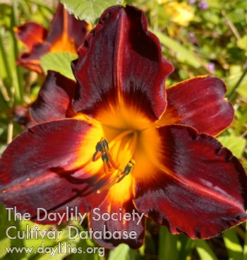 Ruby Satin AHS image