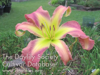 Linda in Pink AHS image