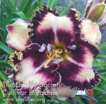 Tancredi AHS image
