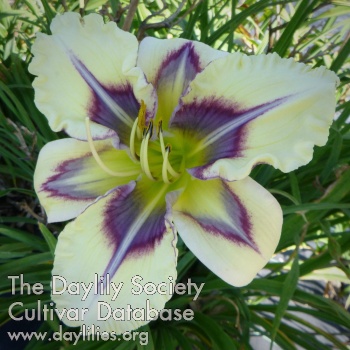 Pretty Purple Points AHS image