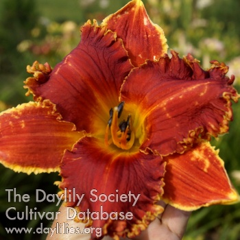 Bright Garden Sunset AHS image