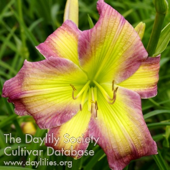 Pastel Rainbow AHS image