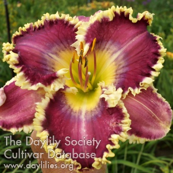 Apatura Purple Lady AHS image