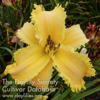 Golden Sea Dragon AHS image