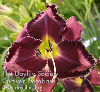 Mixed Berry Cobbler AHS image
