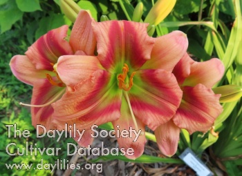 Northwood Love's Illusions daylily bloom