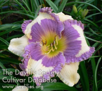 Dandy Candy AHS image