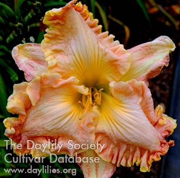 Desert Dweller AHS image