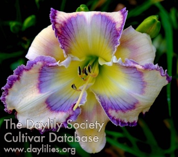 Lady Doodlebug AHS image