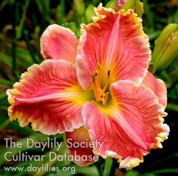 Sweet Symphony AHS image
