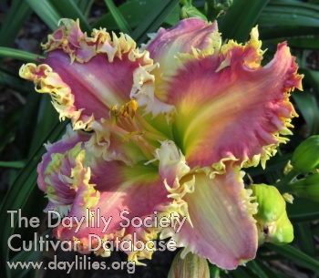 Pink Dragon AHS image
