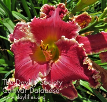 Roselin Matton AHS image
