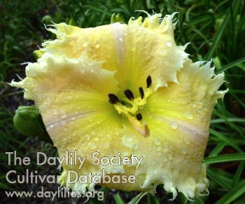 Good Day Sun Smile AHS image