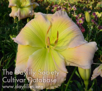 Karen's Awesome Blossom AHS image
