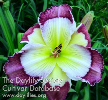 Pansy Moon AHS image